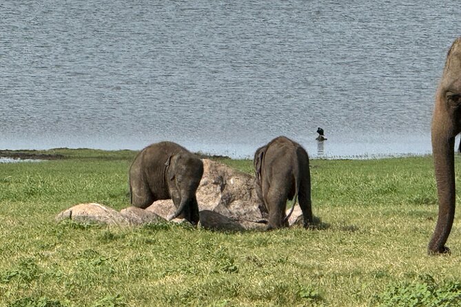 Kaudulla National Park Safari [private , full package] - What makes the guides and drivers important
