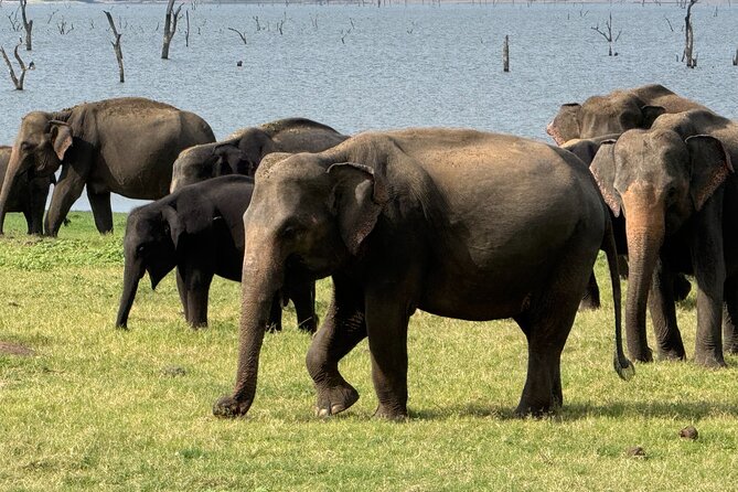 Kaudulla National Park Safari [private , full package] - The practical rhythm of the four-hour outing