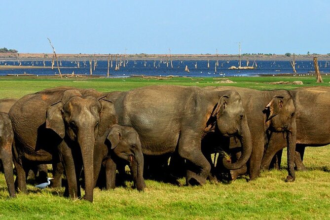 Kaudulla National Park Safari [private , full package] - Choosing the afternoon session for bigger herds