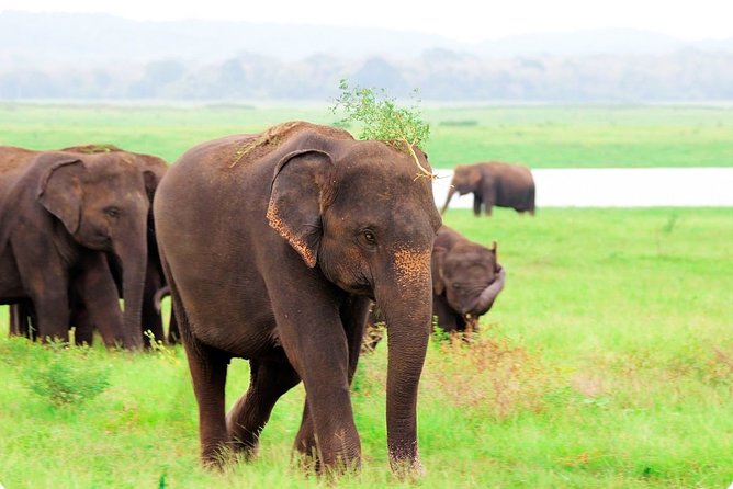 Kaudulla National Park Shared Safari - Your three hours inside the park