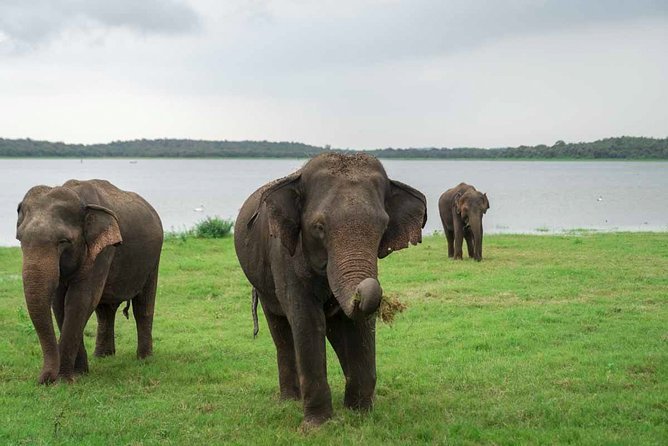 Kaudulla National Park Shared Safari - What the private jeep really gives you