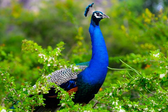 Kaudulla National Park Shared Safari - Should you book the Kaudulla safari?