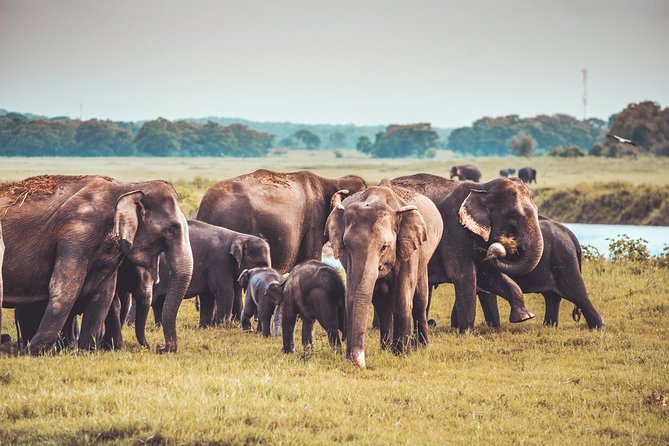 Kaudulla National Park Shared Safari - Morning or afternoon: which is better?