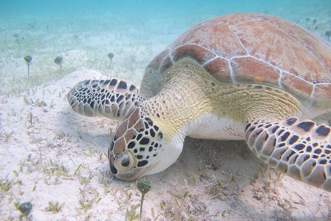 Kayak & Snorkel with Sea Turtles, National Park, St. John - What the guide adds to the day