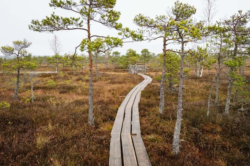 Kemeri National Park & Baltic Seaside Tour Bog Boardwalk - Key points at a glance