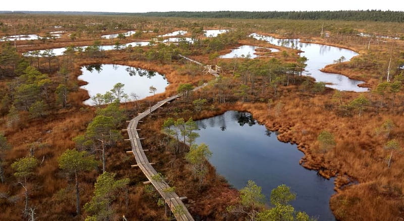 Kemeri National Park & Baltic Seaside Tour Bog Boardwalk - Kaņieris Lake and the bird-watching tower