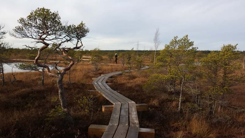 Kemeri National Park & Baltic Seaside Tour Bog Boardwalk - What the private format adds