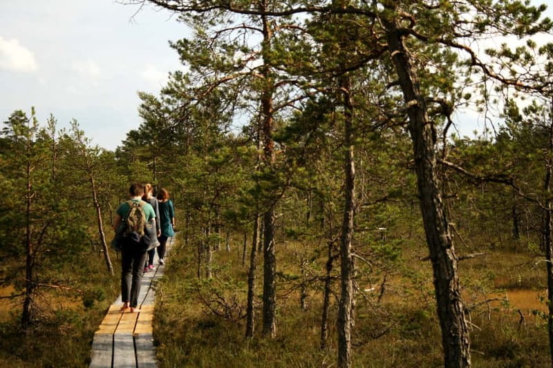 Kemeri National Park & Baltic Seaside Tour Bog Boardwalk - Who will enjoy this day trip most
