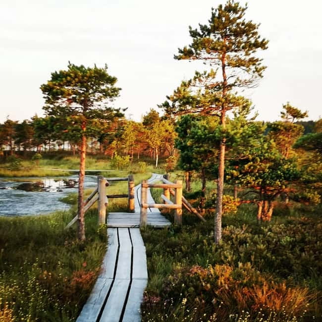 Kemeri National Park Bog Trail near Riga - Key points to know before booking