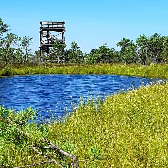 Kemeri National Park Bog Trail near Riga - How much value do you get for $88?