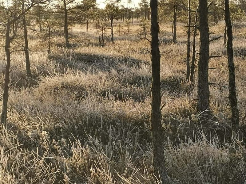 Kemeri National Park Bog Trail near Riga - Who should book it?