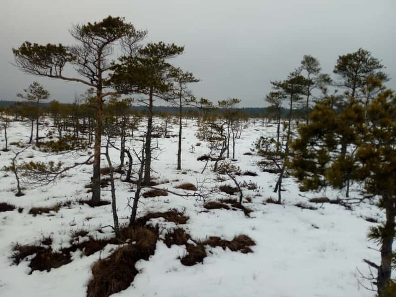 Kemeri National Park Bog Trail near Riga - The raised boardwalk through the bog