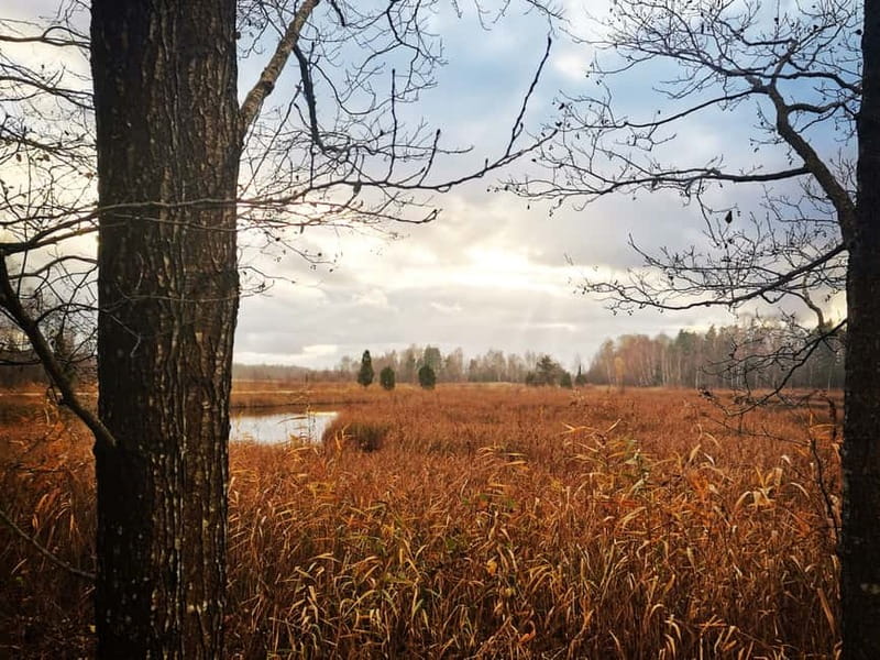Kemeri National Park Outdoor Tour - Why Kemeri makes a good half-day escape from Riga