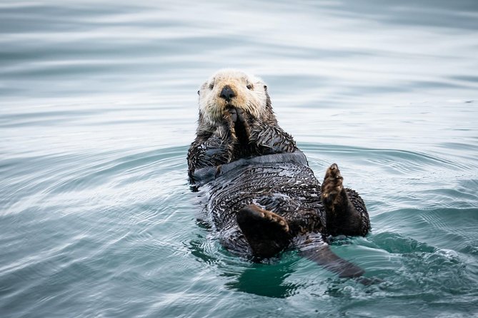 Kenai Fjords National Park Glacier & Wildlife Cruise - Key details to know before booking