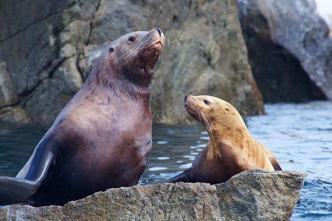 Kenai Fjords National Park Glacier & Wildlife Cruise - Leaving Seward for Resurrection Bay