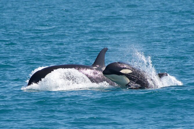 Kenai Fjords National Park Glacier & Wildlife Cruise - Chiswell Islands, Cape Resurrection, and the seabird cliffs