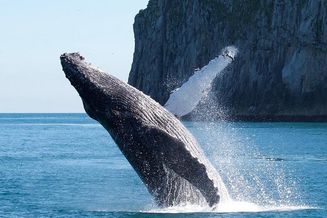 Kenai Fjords National Park Glacier & Wildlife Cruise - Holgate and Aialik Glacier viewing