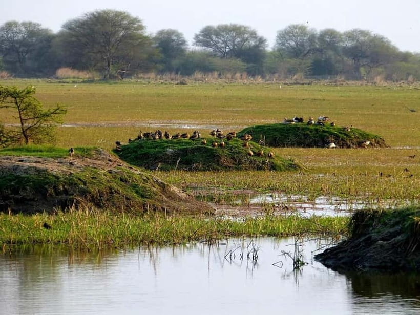 Keoladeo National Park Tickets and Guided Tour - Why Keoladeo deserves three hours of your Rajasthan itinerary