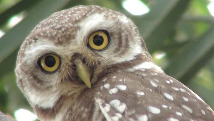 Keoladeo National Park Tickets and Guided Tour - The wildlife you may see along the routes