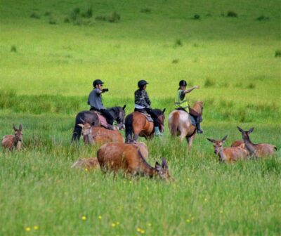 Kerry: Guided Horse Riding Tour in Killarney National Park