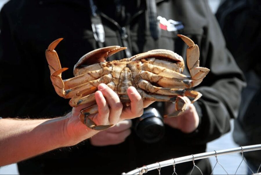 Ketchikan: Wilderness Boat Cruise and Crab Feast Lunch - Pulling up crab pots near Revillagigedo Island