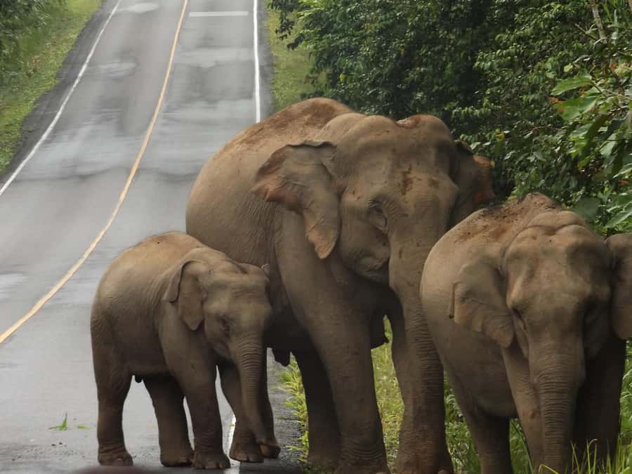 Khao Yai National Park: 2-Day Private Tour from Bangkok - Day two starts with an easy park introduction