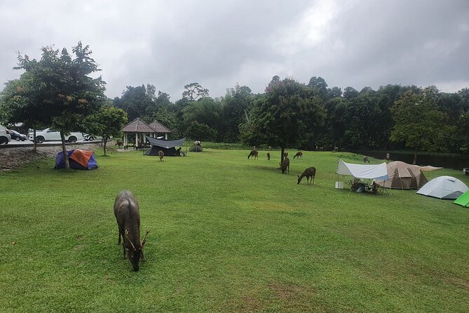 Khao Yai National Park Full Day - Haew Suwat Waterfall and its forest setting