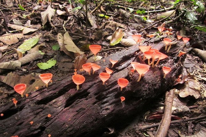 Khao Yai National Park Hiking Day Tour: Haew Narok and Haew Suwat - Sai Sorn Reservoir and the chance to spot wildlife