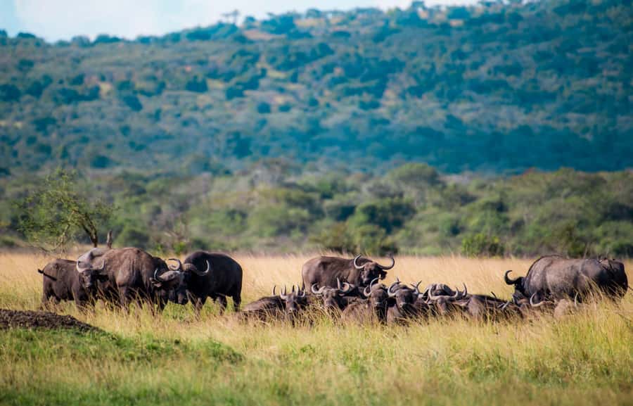 Kigali: Akagera National Park Luxury Day Trip with Boat Ride - Key points to know before booking