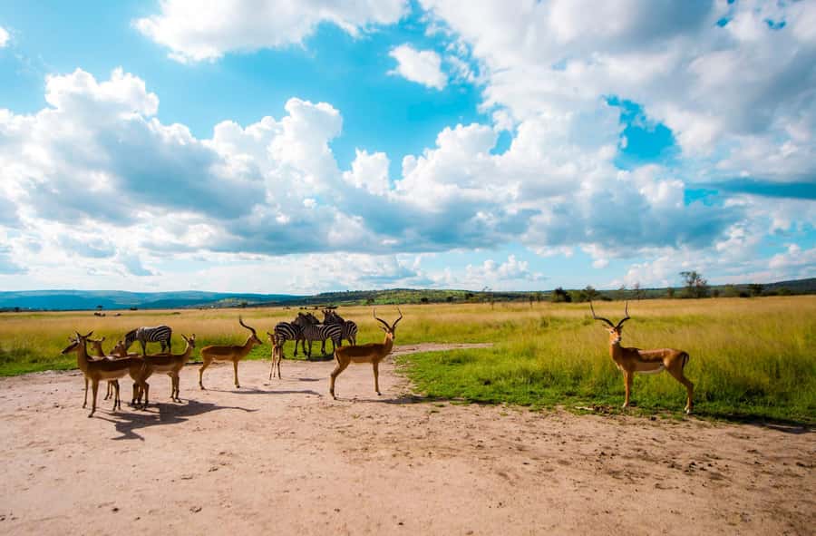 Kigali: Akagera National Park Luxury Day Trip with Boat Ride - From Kigali to Akagera by private 4x4
