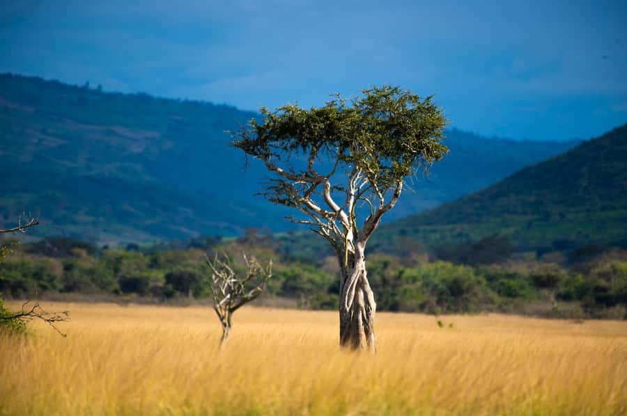 Kigali: Akagera National Park Luxury Day Trip with Boat Ride - Picnic lunch or Akagera Game Lodge