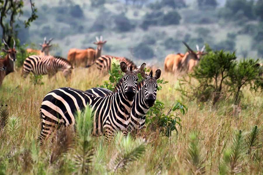 Kigali: Akagera National Park Luxury Day Trip with Boat Ride - Sunset drinks and the luxury question