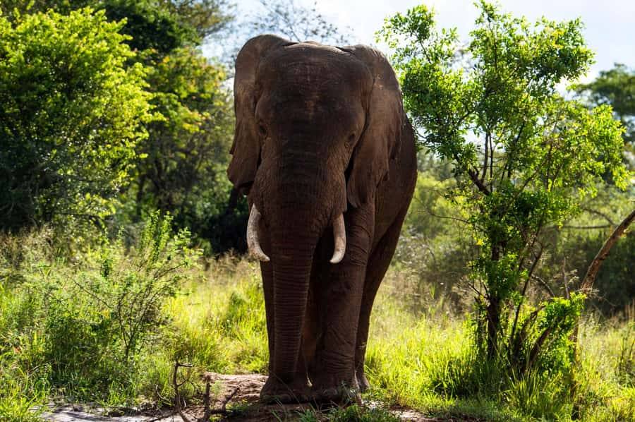 Kigali: Akagera National Park Luxury Day Trip with Boat Ride - The morning game drive in Akagera