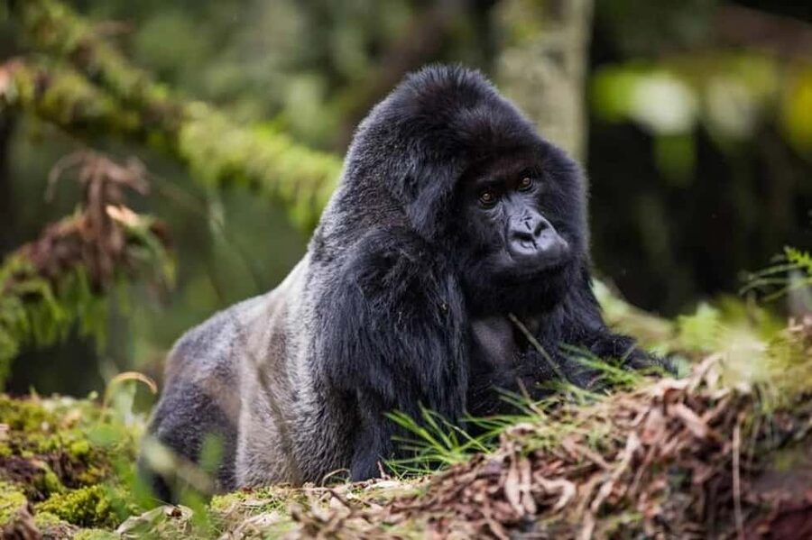 Kigali: Gorilla Trekking in Volcanoes National Park - Key points to know before you book