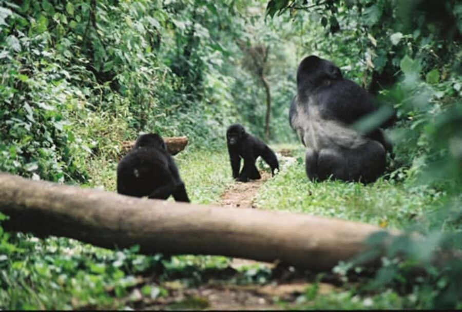 Kigali: Gorilla Trekking in Volcanoes National Park - Why this gorilla trek is such a major day