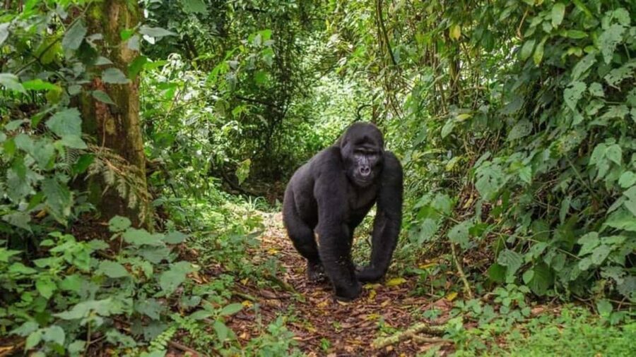 Kigali: Gorilla Trekking in Volcanoes National Park - Meeting the gorillas under strict rules