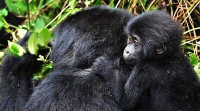 Gorilla Trekking in Volcanoes National Park
