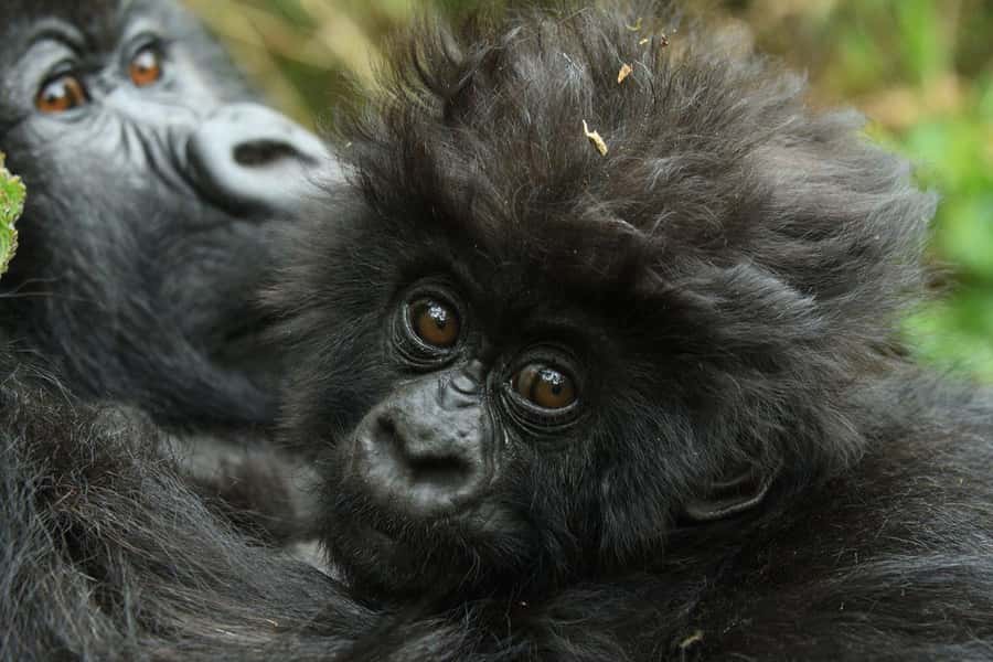Kigali: Rwanda Gorilla Tracking in Volcanoes National Park - Why this gorilla day begins before dawn