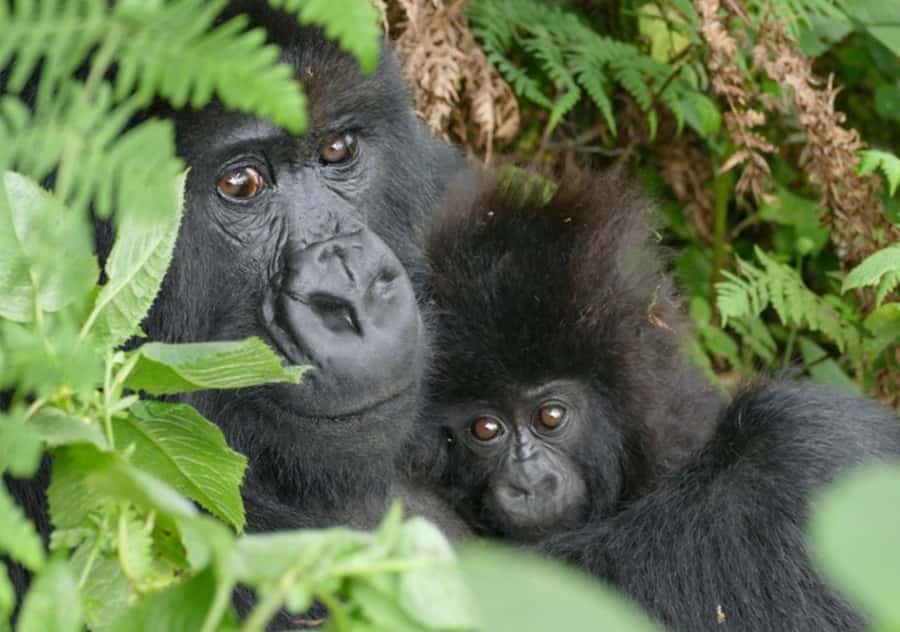Kigali: Rwanda Gorilla Tracking in Volcanoes National Park - The hike can take 30 minutes or several hours