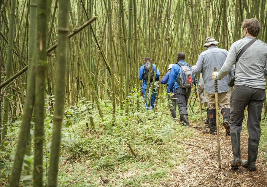 Kigali: Rwanda Gorilla Tracking in Volcanoes National Park - The gorilla hour is the day’s center