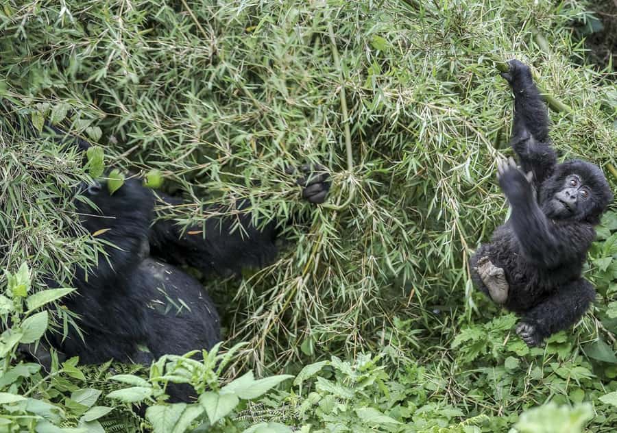 Kigali: Rwanda Gorilla Tracking in Volcanoes National Park - Coffee, rules, and the first view of the Virungas