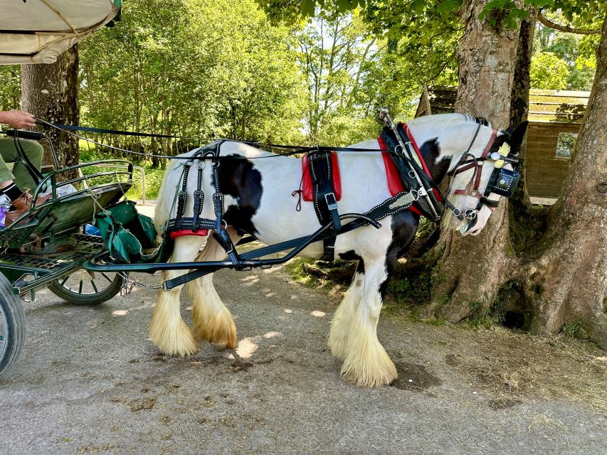 Killarney: Killarney National Park Private Tour - Meeting your horse and guide at Deenagh Lodge