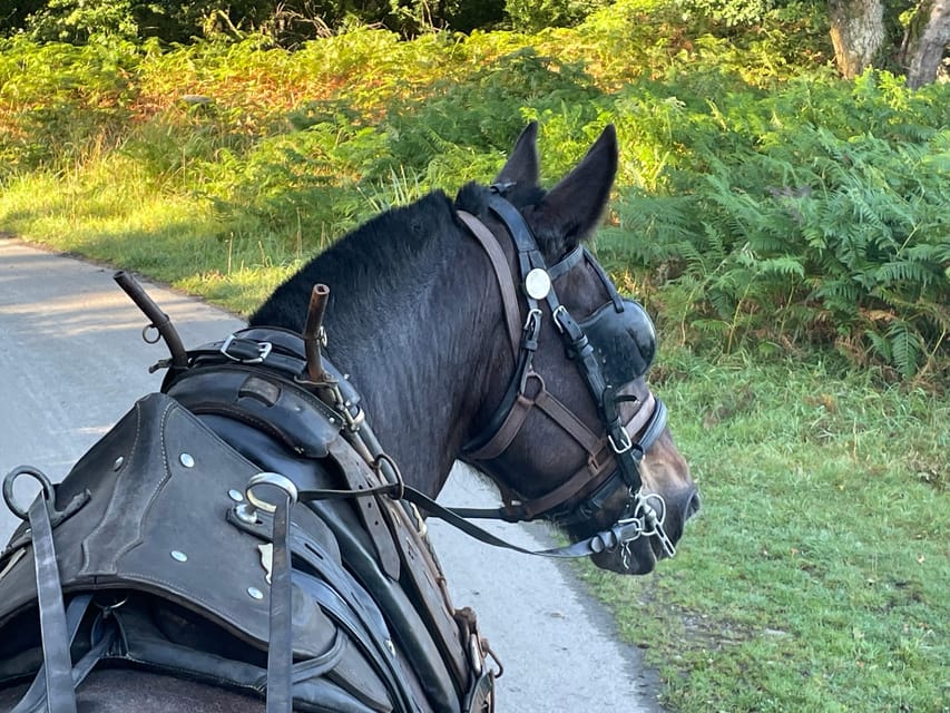 Killarney National Park Jaunting Car Tour - Key points at a glance