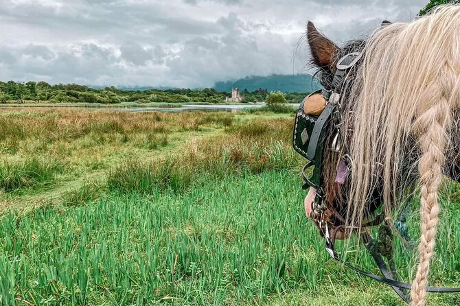 Killarney National Park Tour - Meeting the horses