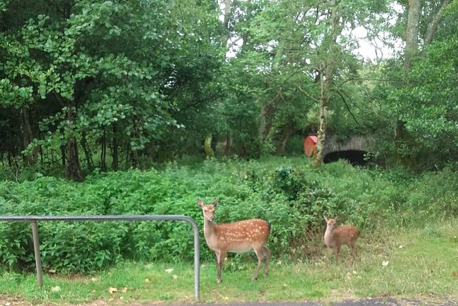 Killarney National Park Tour - Finding Deenagh Lodge from Killarney town