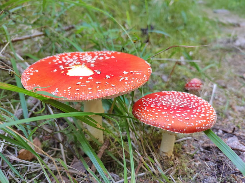 Kintulammi Nature Experience (Nature reserve near Tampere) - Who will enjoy this day most