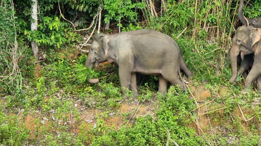 Krabi: Khao Sok National Park & Cheow Lan Lake Boat Tour - Rajjaprabha Dam and the first long-tail boat ride