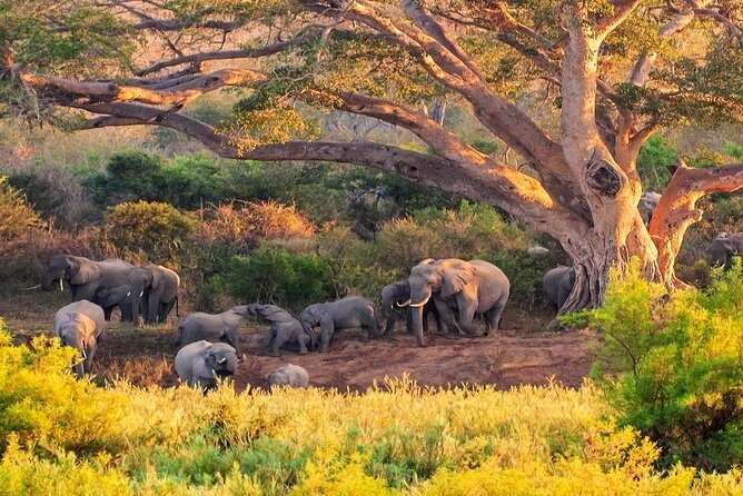 Kruger National Park. 2 Days Best Ever Safari from Cape Town - Why this short Kruger safari can work