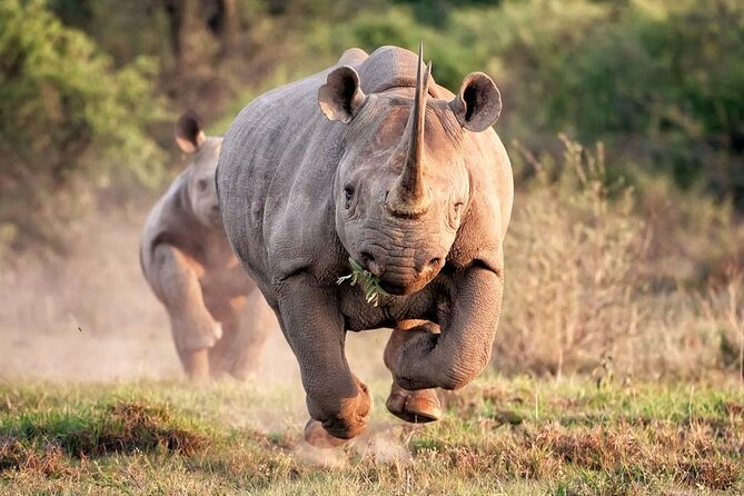 Kruger National Park. 2 Days Best Ever Safari from Cape Town - Leaving Cape Town before sunrise