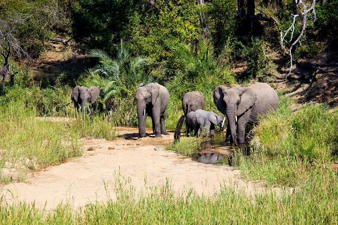 Kruger National Park. 2 Days Best Ever Safari from Cape Town - The five-hour road journey from Johannesburg
